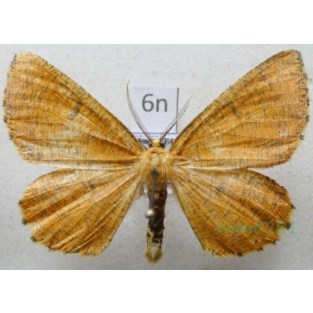 Angerona prunaria (Linnaeus, 1758) male Rączyk leszczyniak Poland6n